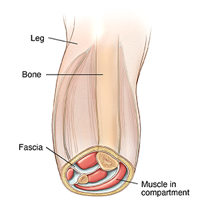 Front view of leg with lower part in cross section to show muscles in compartments.