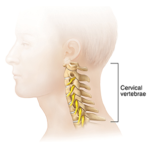 Image of cervical vertebrae