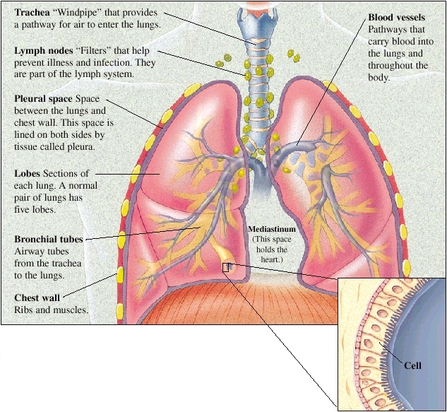 Front view of lungs in chest. Trachea is windpipe that provides pathway for air to enter lungs. Lymph nodes are filters that help prevent illness and infection. They are part of lymph system. Pleural space is between lungs and chest wall. Space is lined on both sides by tissue called pleura. Lobes are sections of each lung. Normal pair of lungs has five lobes. Bronchial tubes are airways from the trachea to the lungs. Chest wall contains ribs and muscles. Blood vessels are pathways that carry blood into lungs and throughout body. Mediastinum is space between lungs that holds heart. Closeup of cross section of airway showing cells.