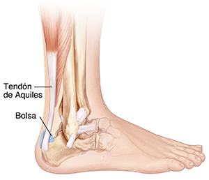 Vista lateral de los huesos del tobillo y del pie donde se observa la bursa entre el tendón de Aquiles y el hueso del talón.