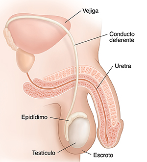 Vista lateral de la anatomía reproductora masculina normal.